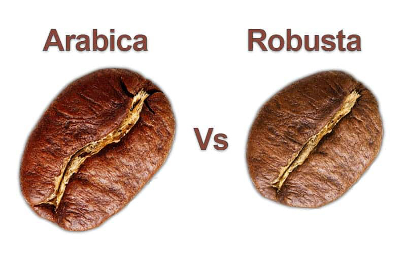 Differenze tra caffè Arabica e caffè Robusta